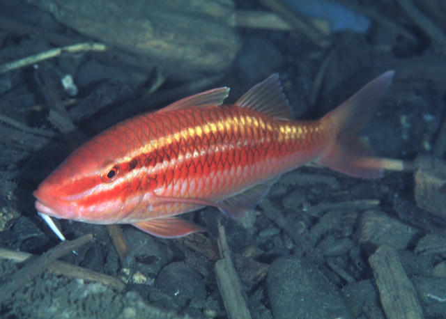 Parupeneus biaculeatus